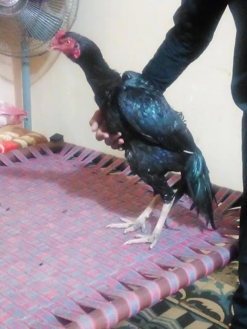 aseel murghy for sale — photo 4