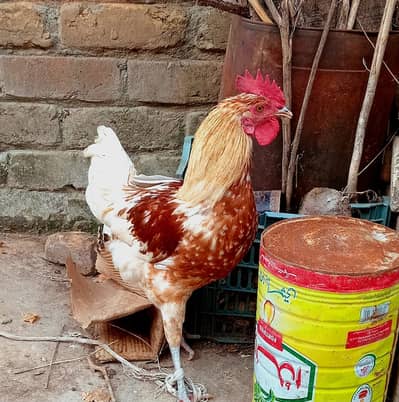 Desi murga for sale