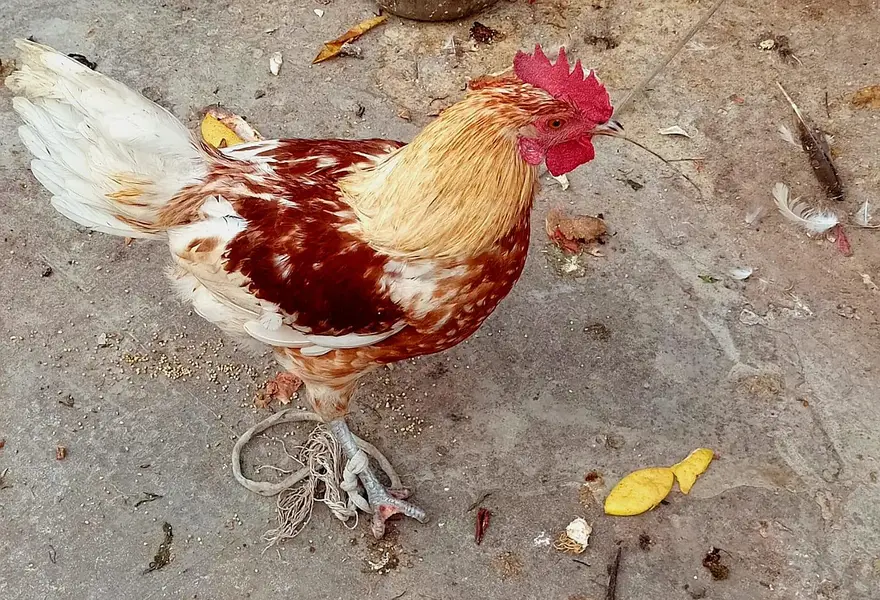 Desi murga for sale — photo 2