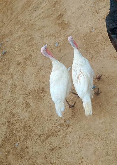 Turkey pair
