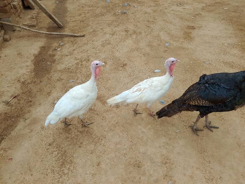 Turkey pair 1