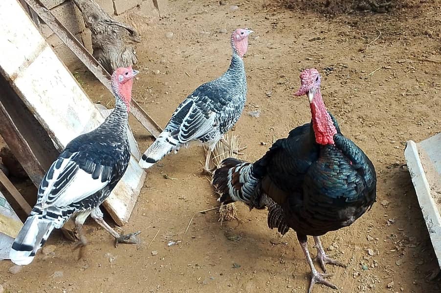 Turkey pair 2