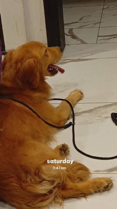 Golden retriever for mating