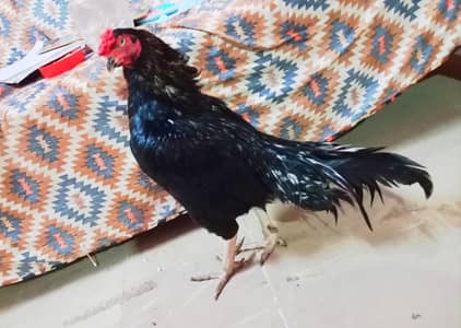 Black Mushka Lasani Aseel