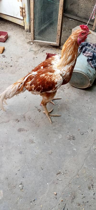 bhi gis ko bhi chiya 03112180544 contact me