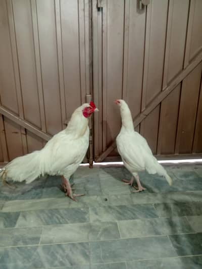 Aseel pair