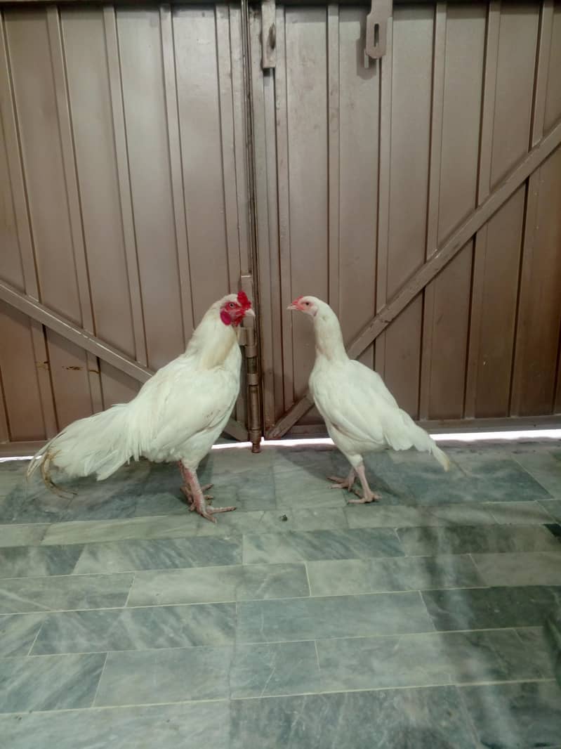 Aseel pair 2