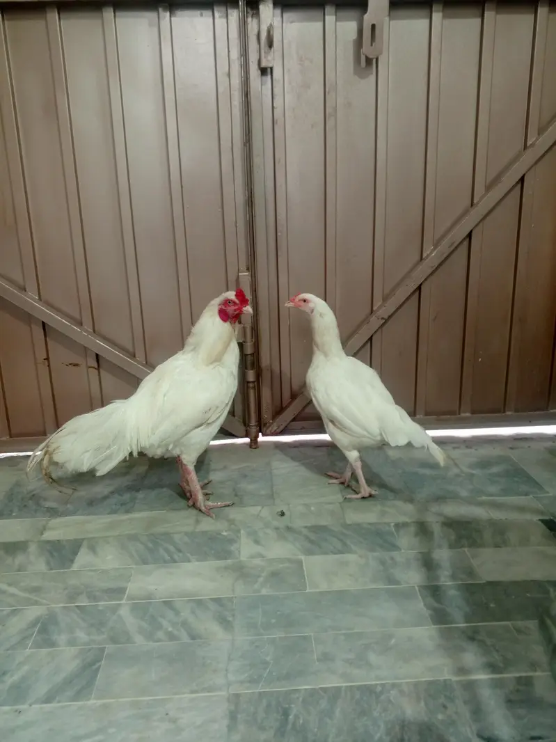 Aseel pair — photo 3