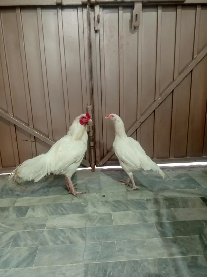 Aseel pair — photo 4