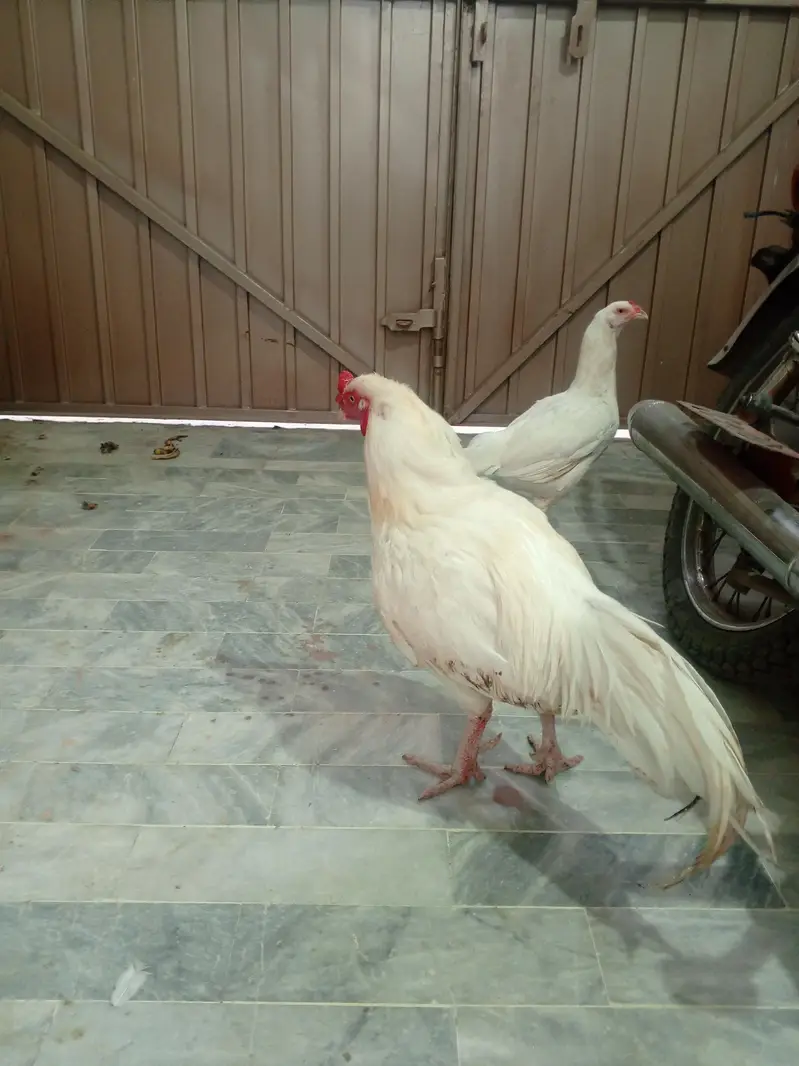 Aseel pair — photo 5