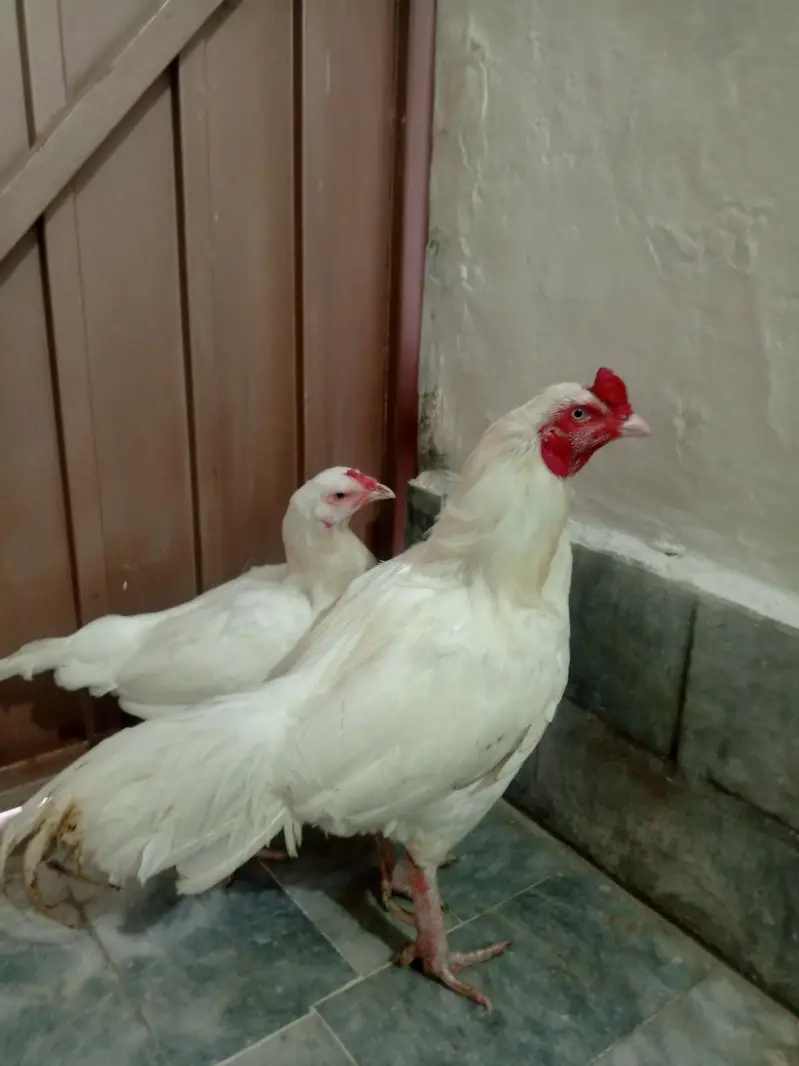 Aseel pair — photo 6