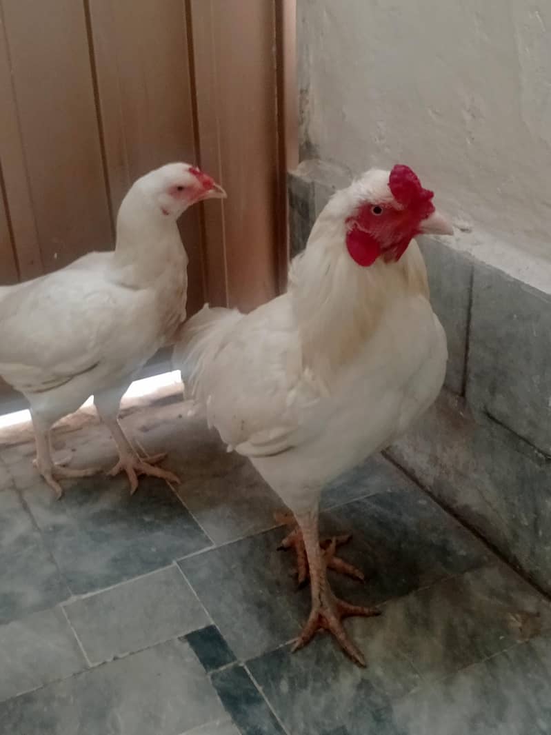 Aseel pair 6
