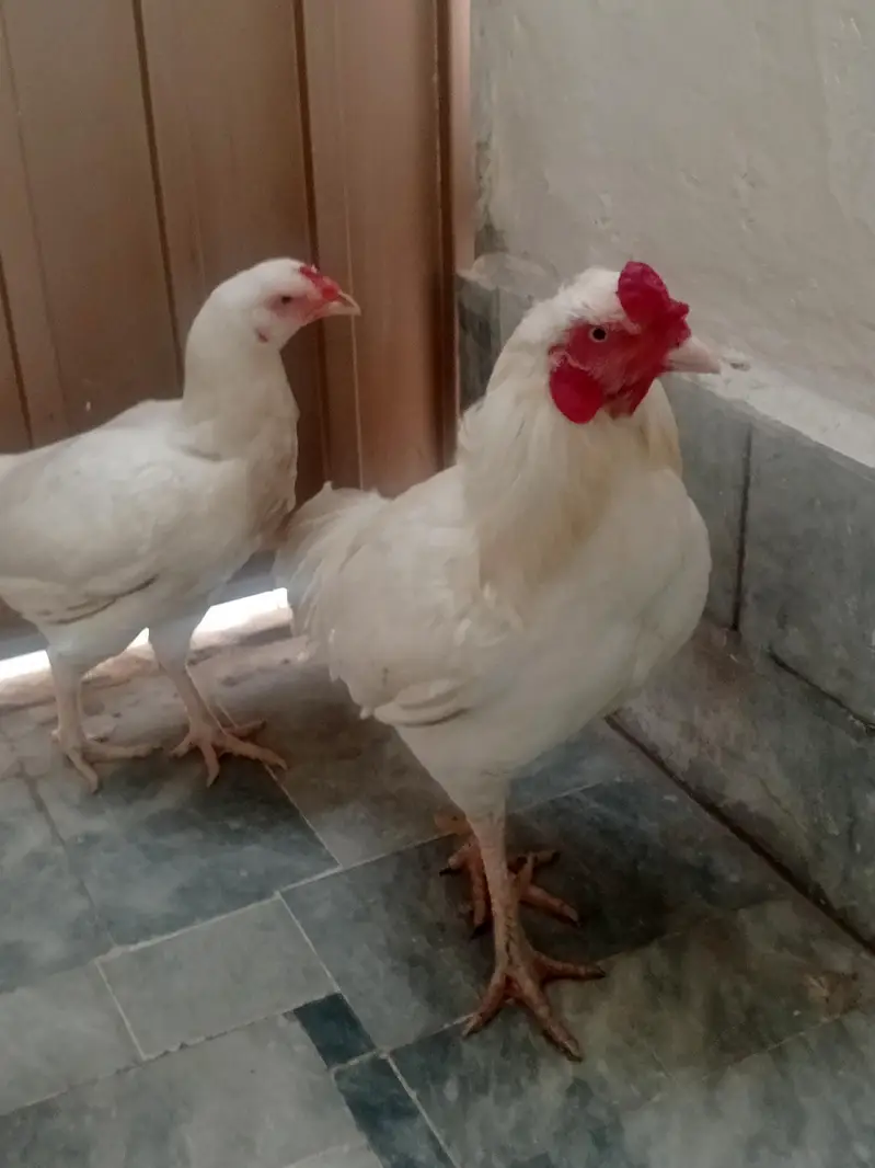 Aseel pair — photo 7