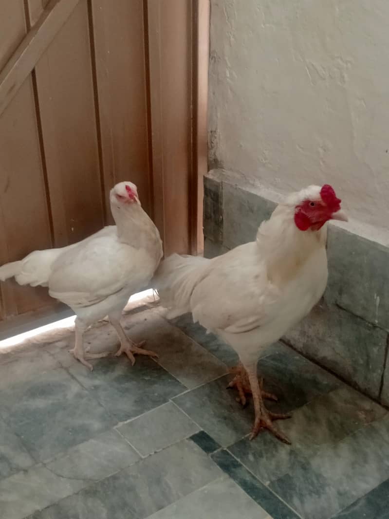Aseel pair 7