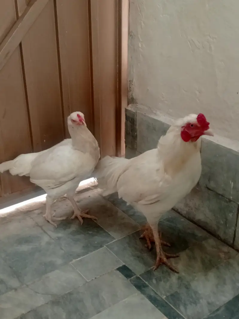 Aseel pair — photo 8