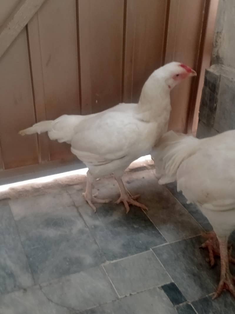 Aseel pair 8