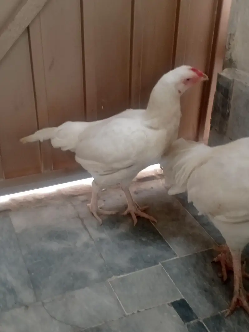 Aseel pair — photo 9