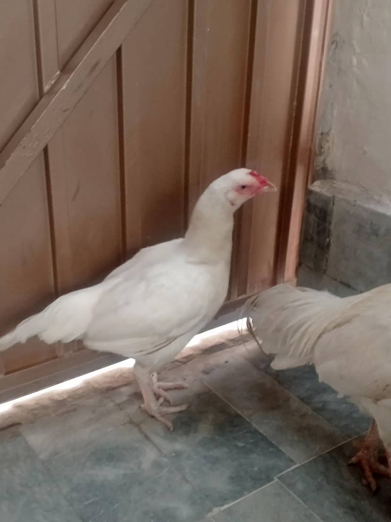 Aseel pair 9
