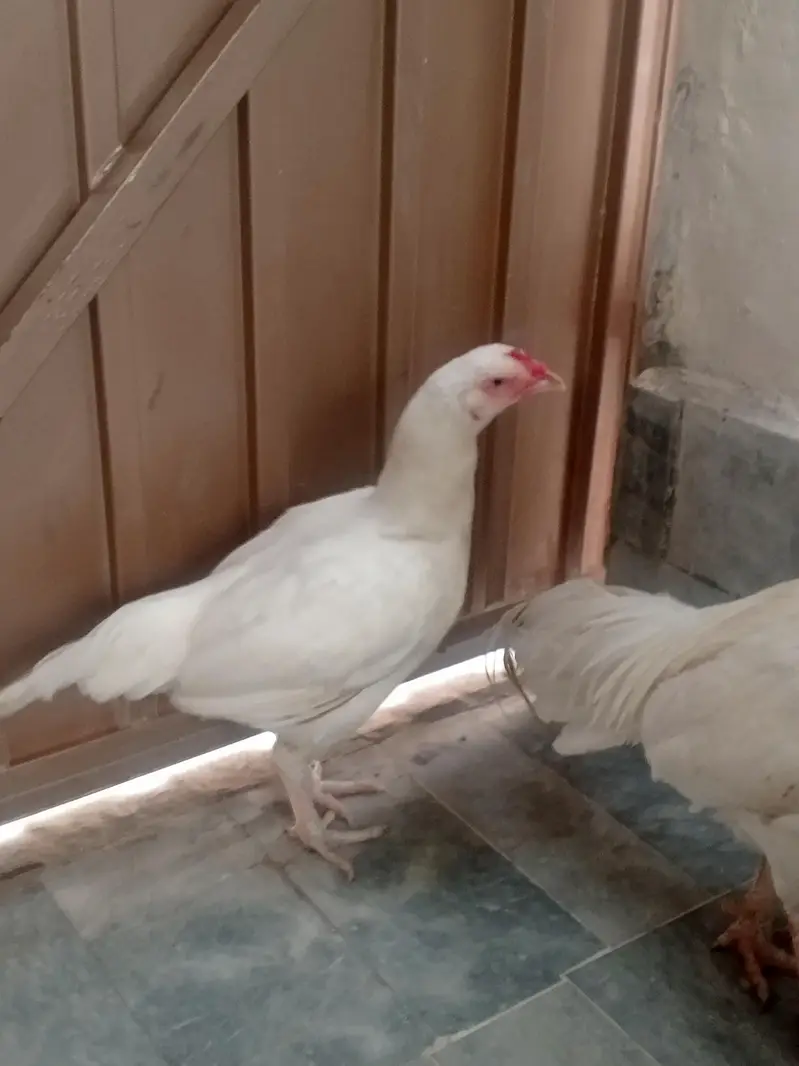 Aseel pair — photo 10