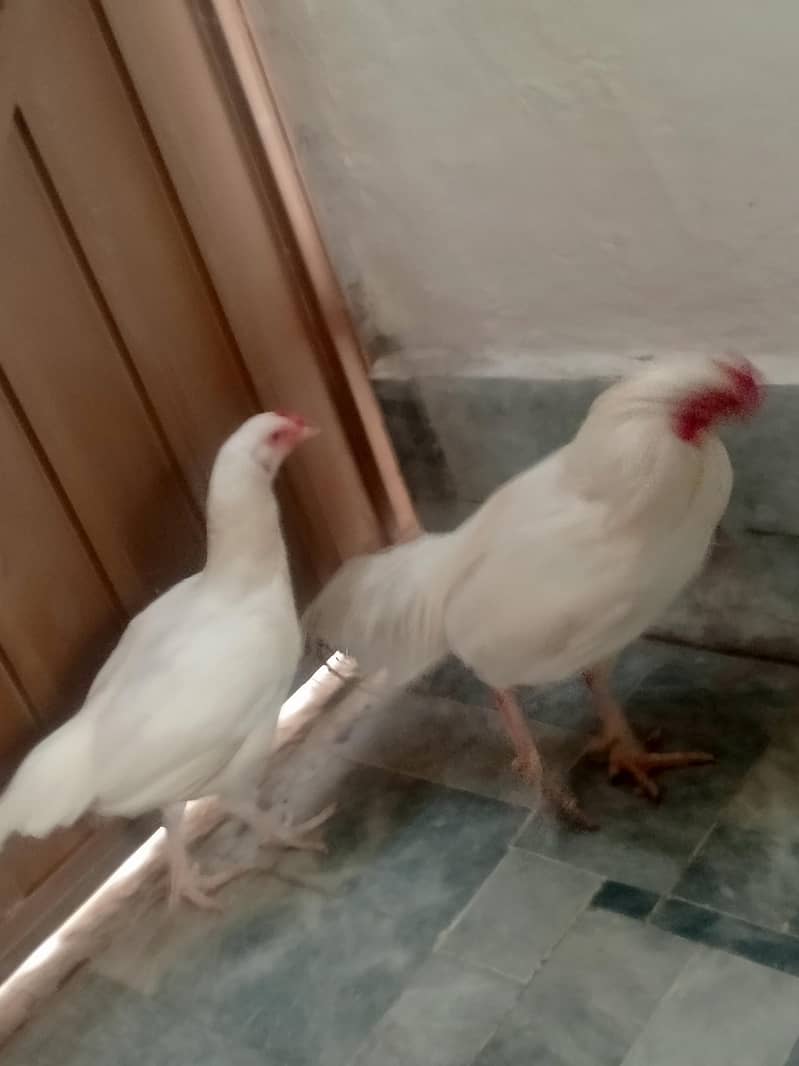 Aseel pair 10