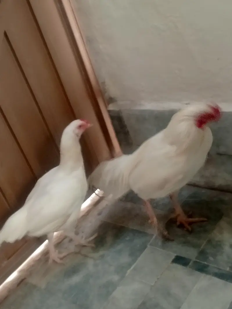Aseel pair — photo 11