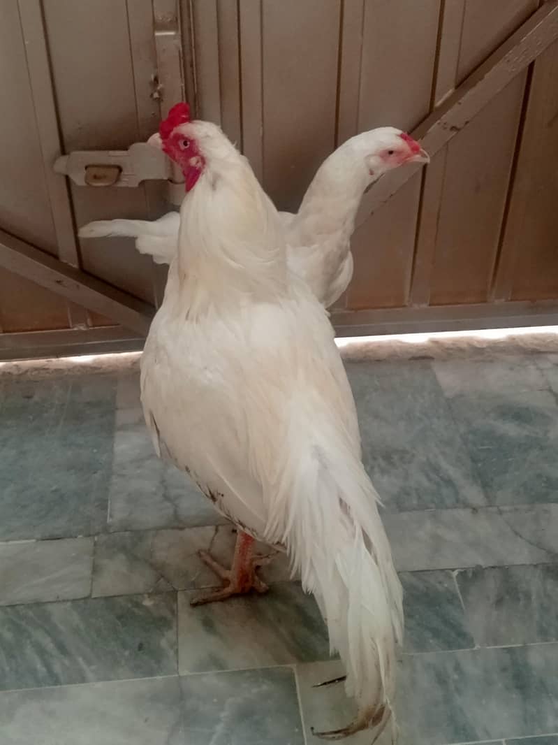 Aseel pair 11