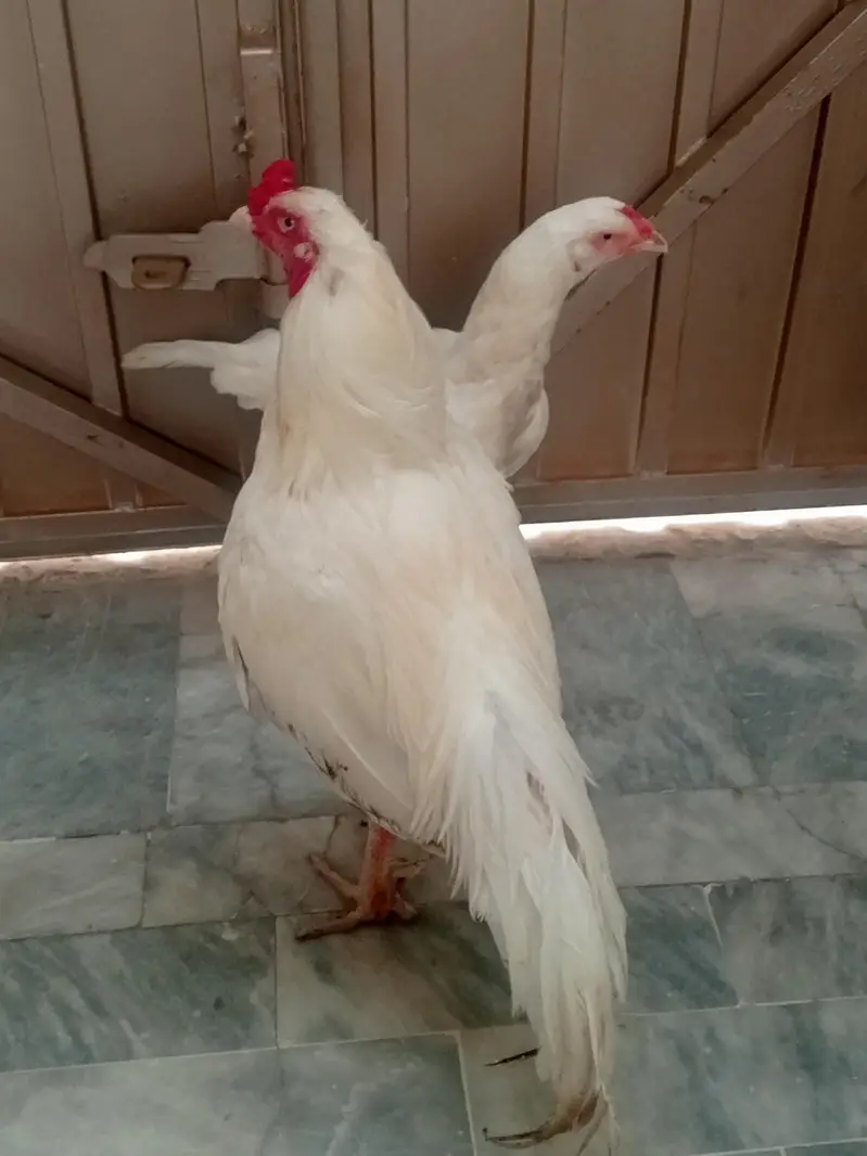 Aseel pair — photo 12