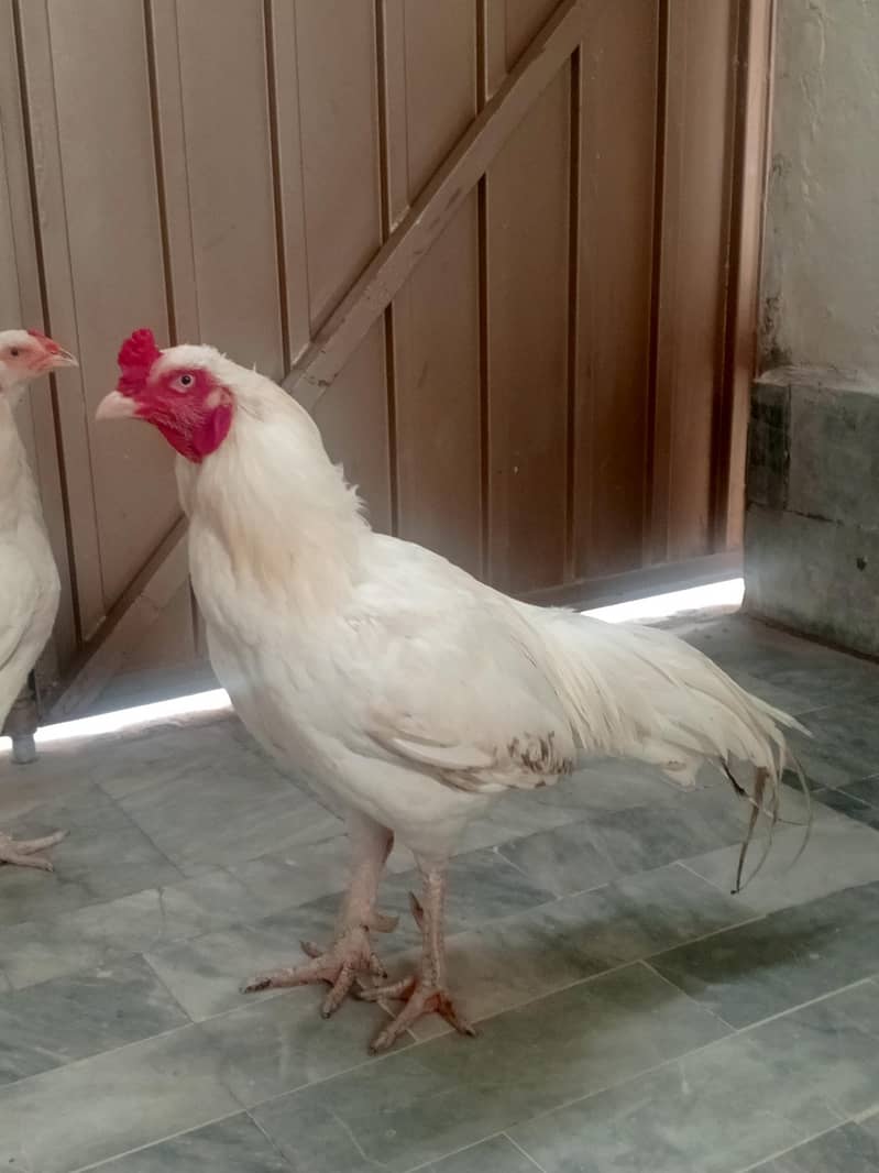 Aseel pair 12