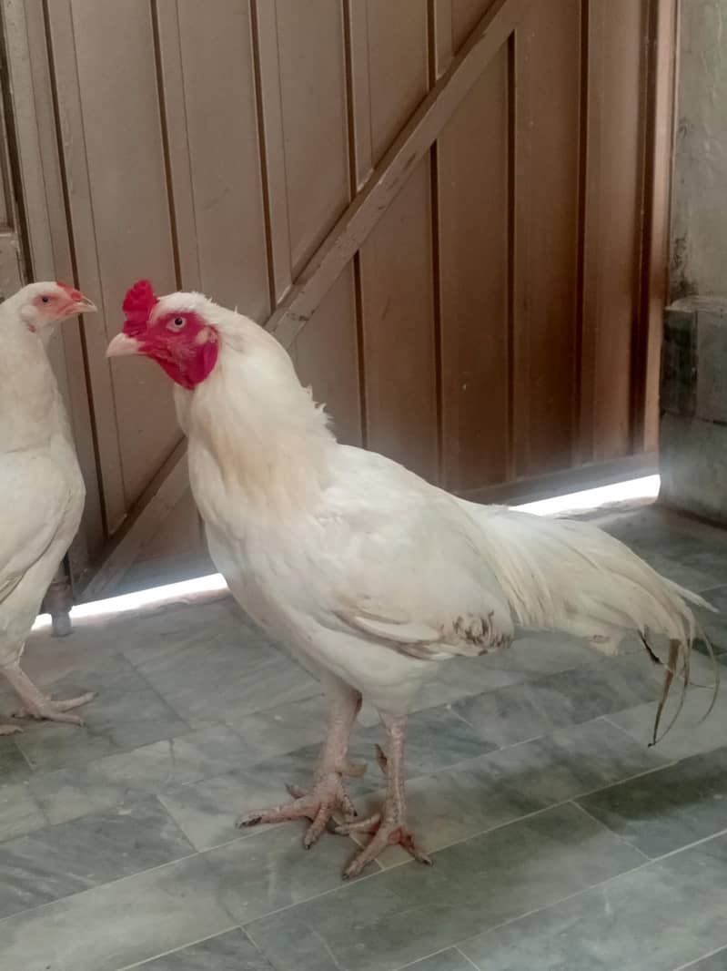 Aseel pair 13