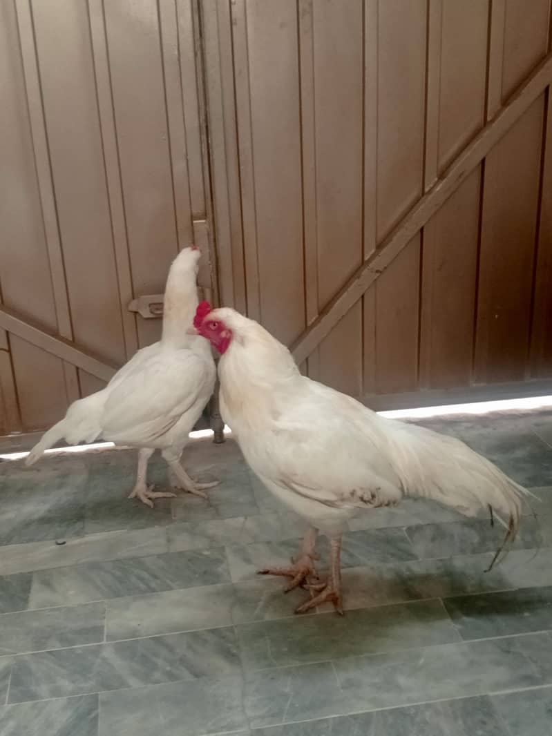Aseel pair 14