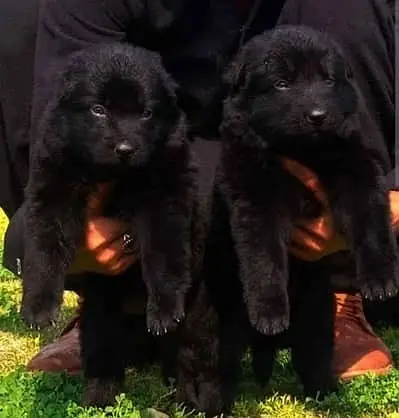 Black German Shepherd Pair | GSD | German Shepherd long coat pupy