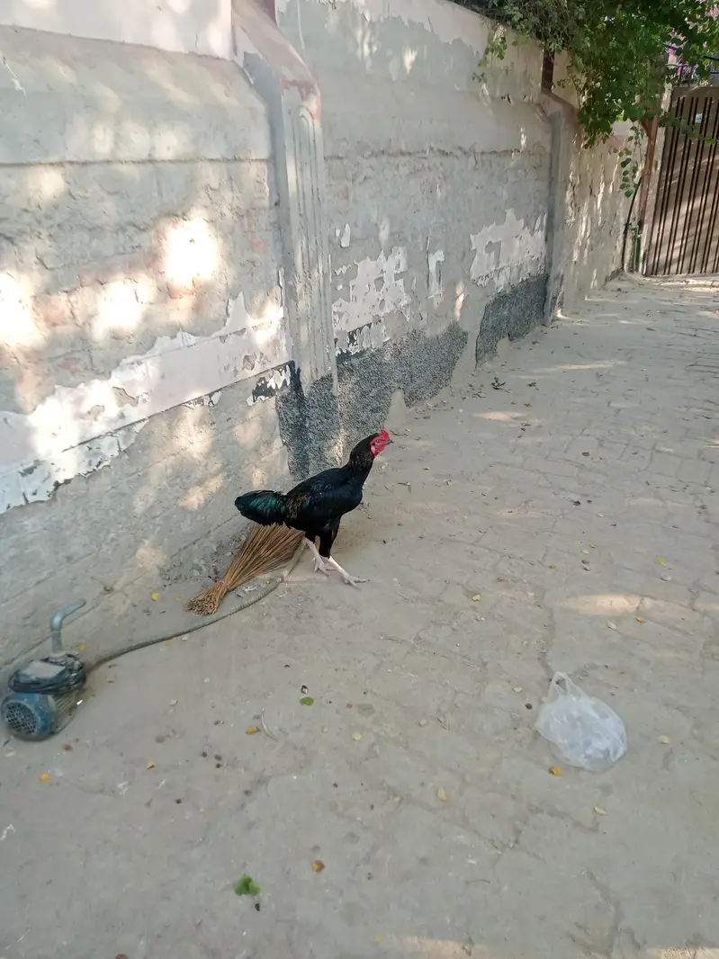 reeza aseel — photo 4