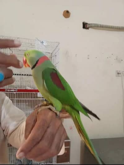 raw parrot hand temp for sale urgent