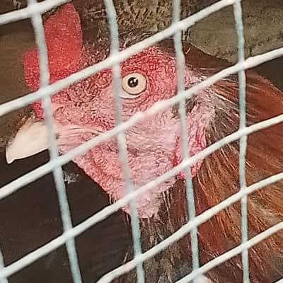 male and 2 female ha contact 03075616400