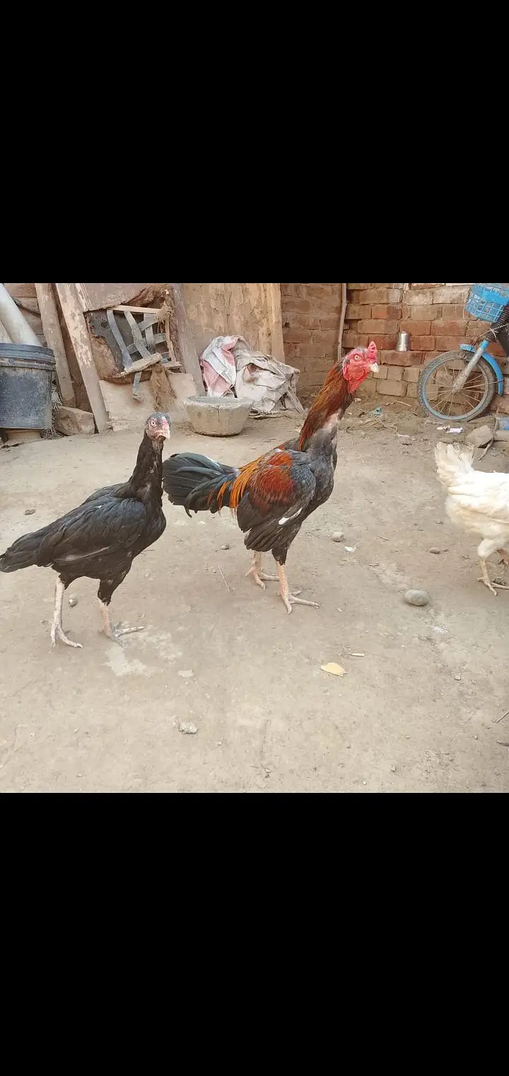 male and 2 female ha contact 03075616400 — photo 2