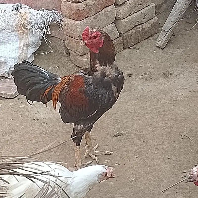male and 2 female ha contact 03075616400 — photo 3
