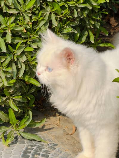 very beautiful persian cat