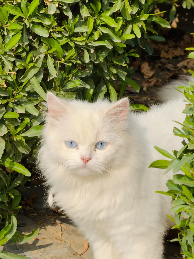 very beautiful persian cat — photo 2