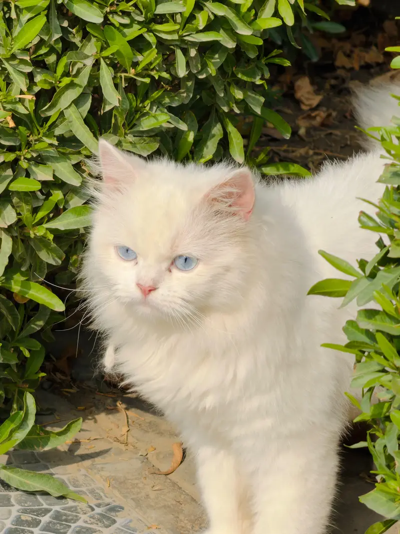 very beautiful persian cat — photo 3