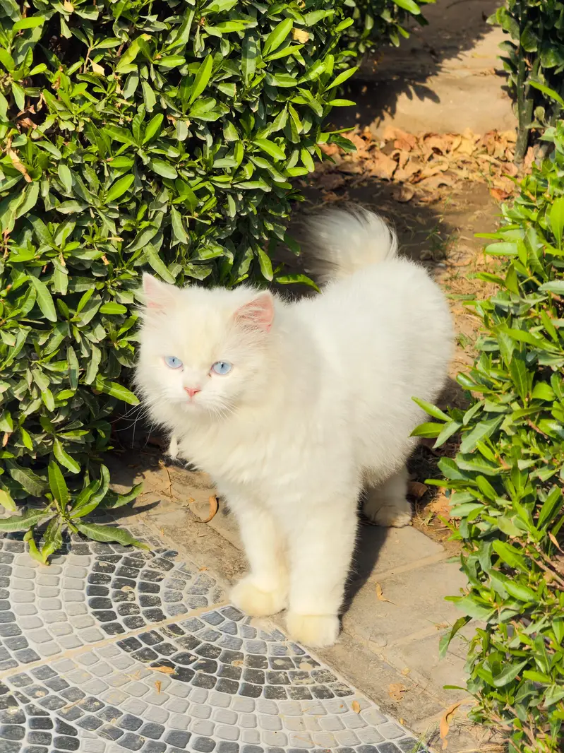 very beautiful persian cat — photo 4