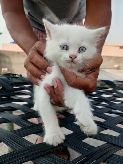 white Persian kittens for sale in lahore