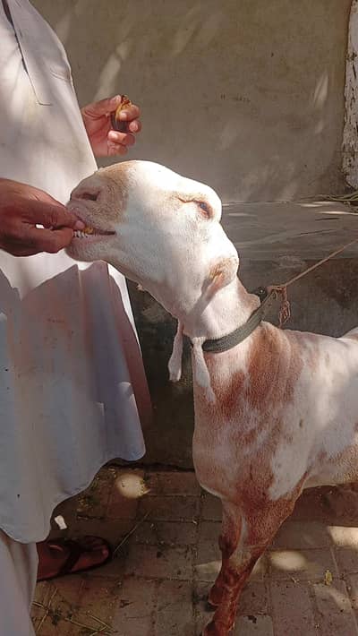 Kharay ki Nasal Ka DUMBA