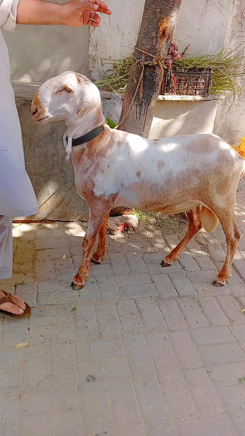 Kharay ki Nasal Ka DUMBA — photo 2