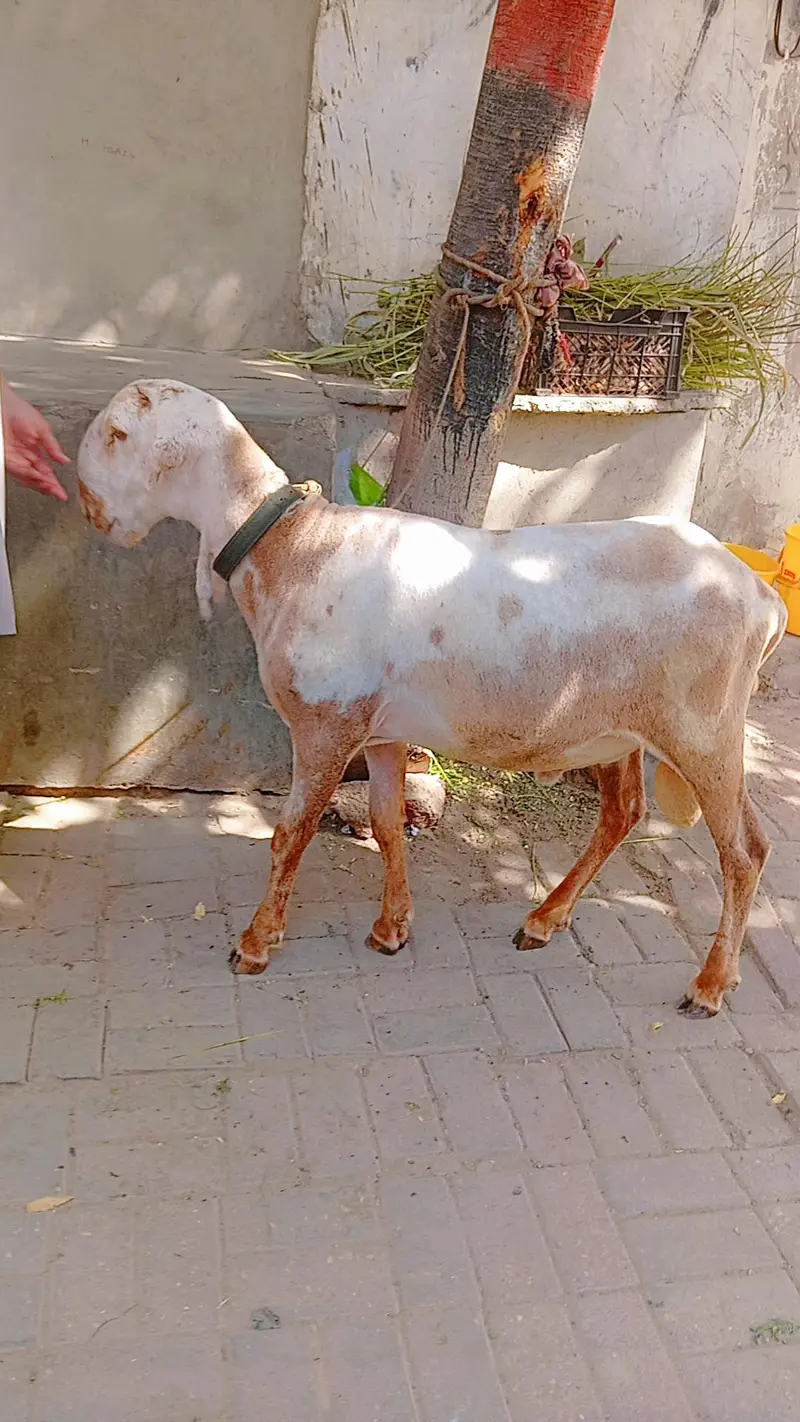 Kharay ki Nasal Ka DUMBA — photo 3