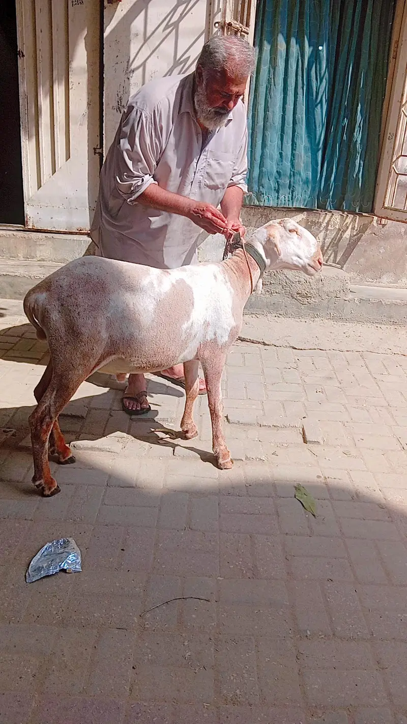Kharay ki Nasal Ka DUMBA — photo 4