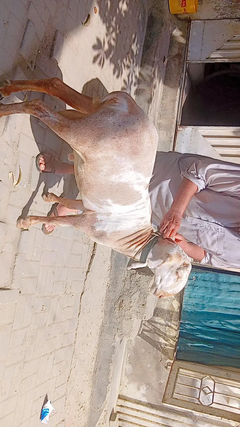 Kharay ki Nasal Ka DUMBA — photo 5