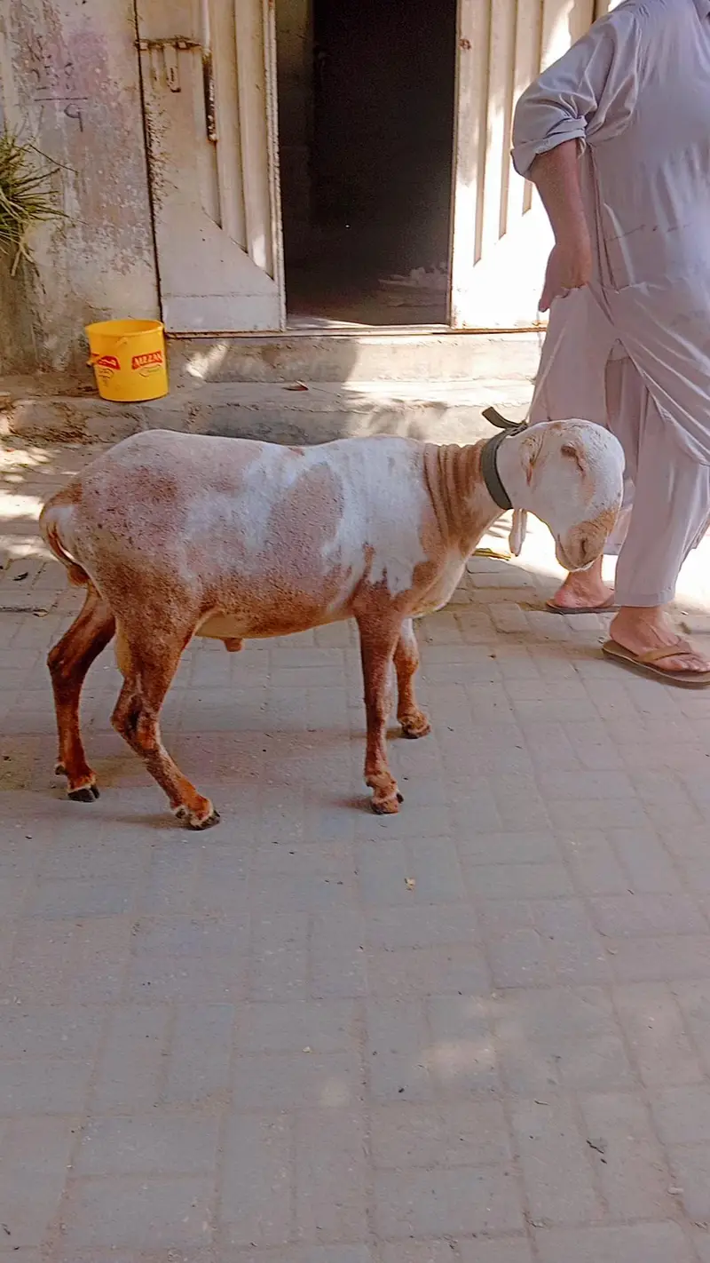 Kharay ki Nasal Ka DUMBA — photo 6
