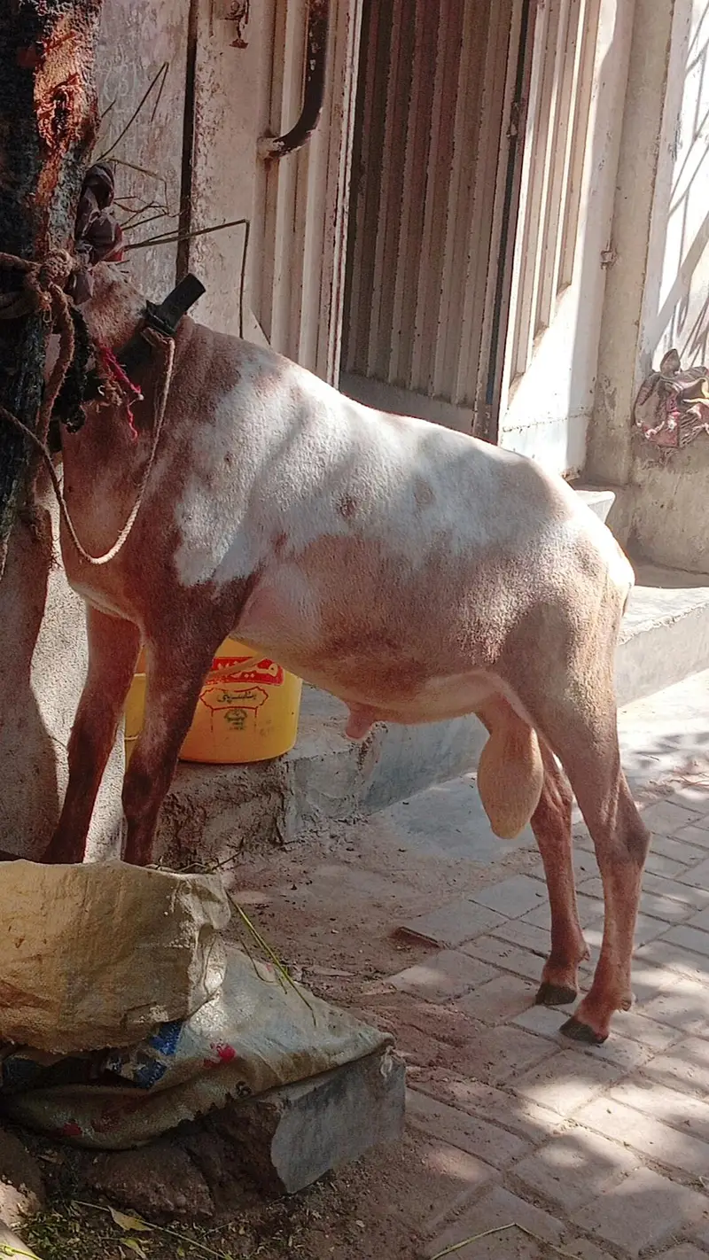 Kharay ki Nasal Ka DUMBA — photo 8