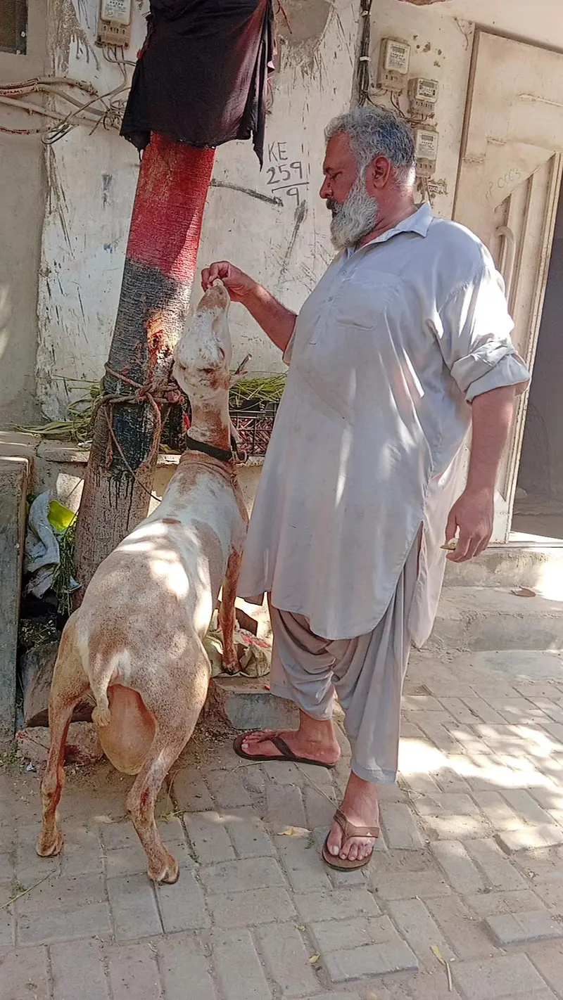 Kharay ki Nasal Ka DUMBA — photo 9