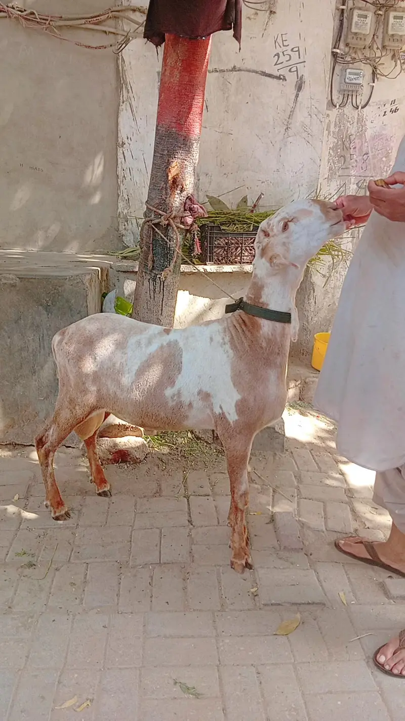 Kharay ki Nasal Ka DUMBA — photo 10